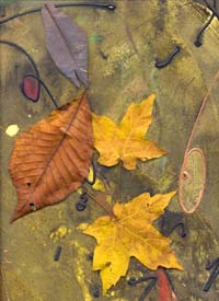 Language of the Leaves I - Click for details and purchase